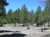 Washington Park Lot