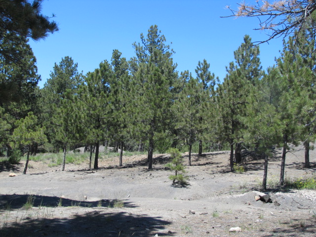 Washington Park Lot